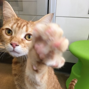 Heart u0026 Sole Walk for Animals